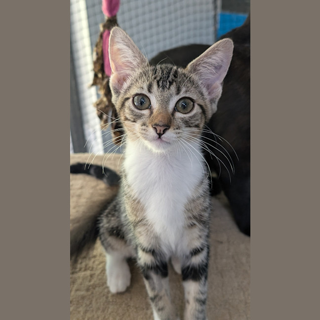 Photo of Leila (Ex Opalite)