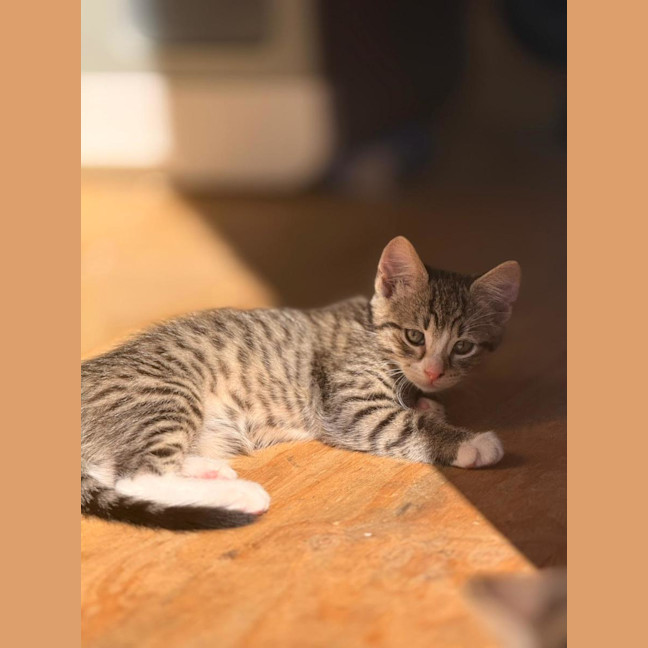 Photo of Milo