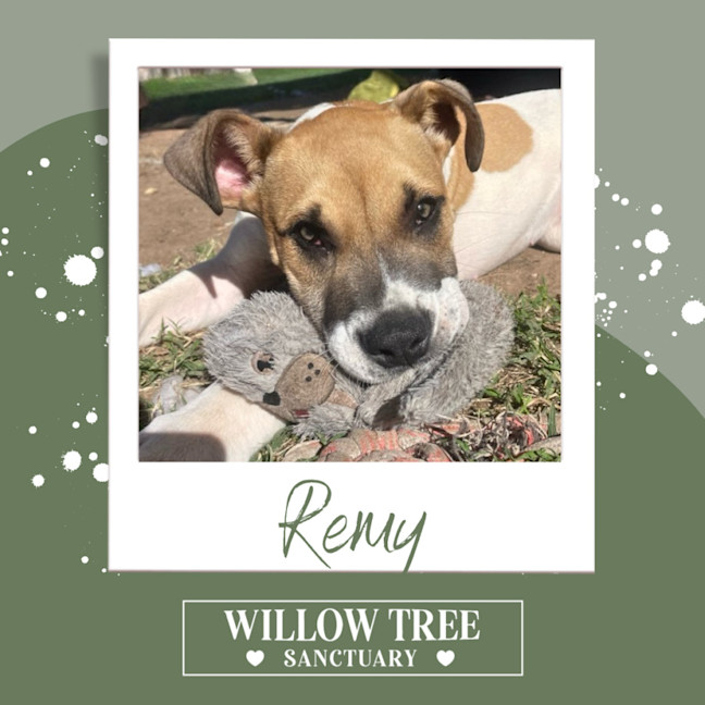Photo of Remy 