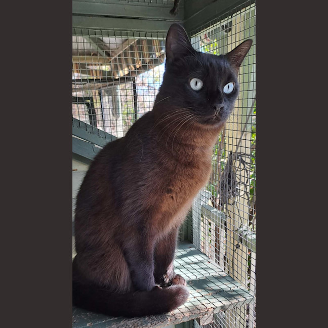 Photo of Milo