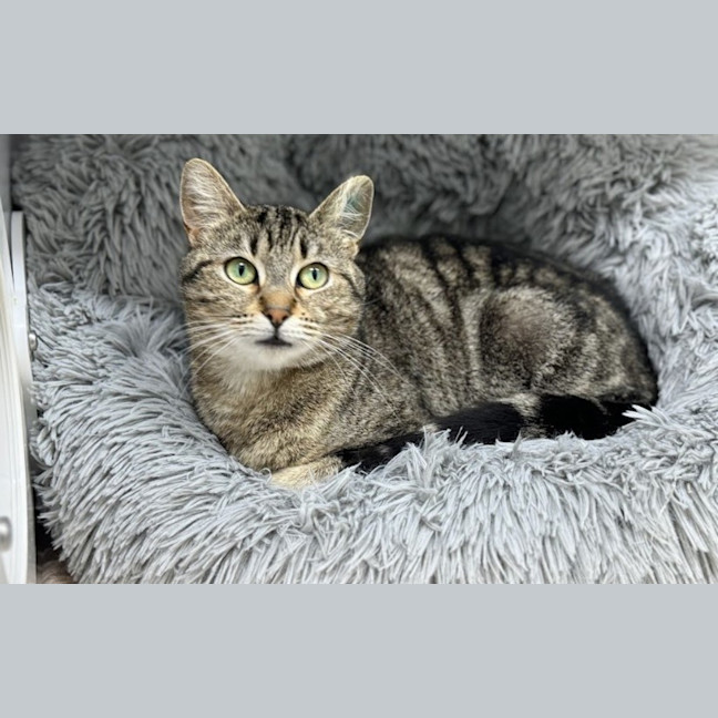 Photo of Almond