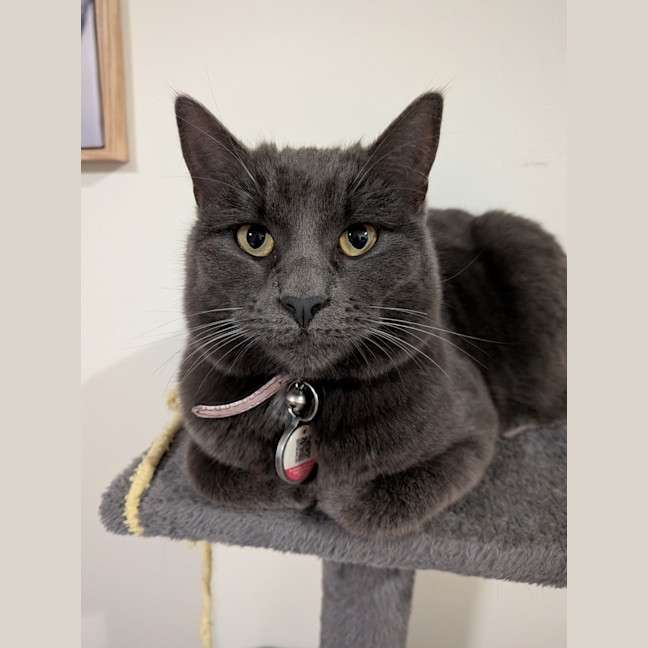 Photo of Isla – The Velvet Paw Dictator