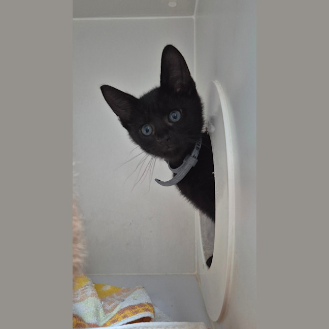 Photo of Prancer (8909)