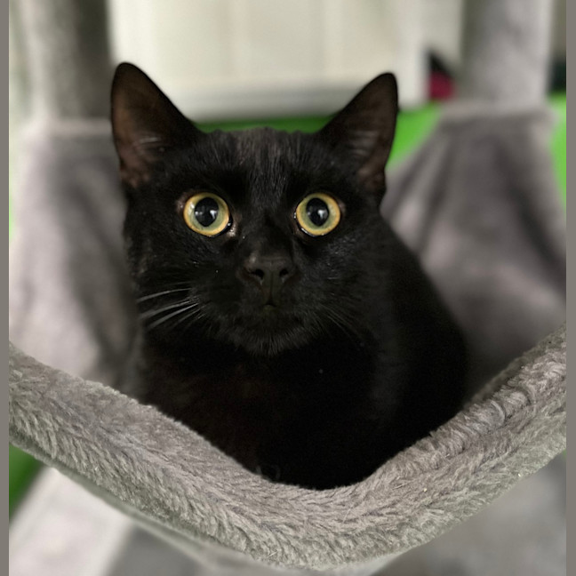 Photo of Baloo