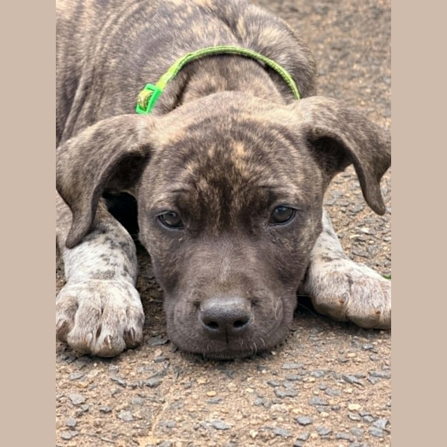 Photo of Reacher