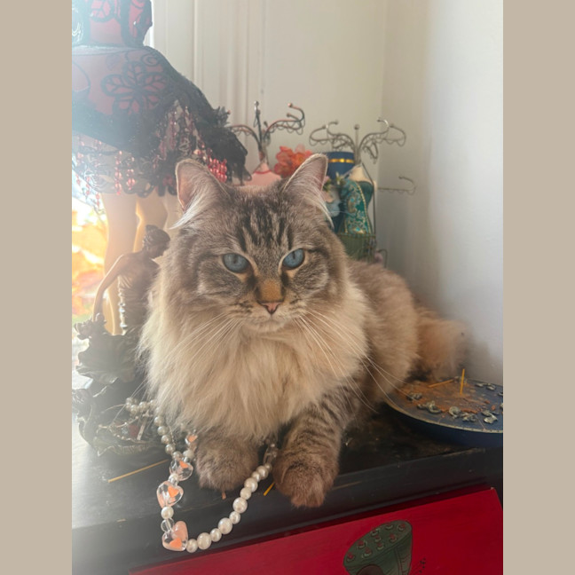 Photo of Tanuki ( Kiki)   The Gentle Giant