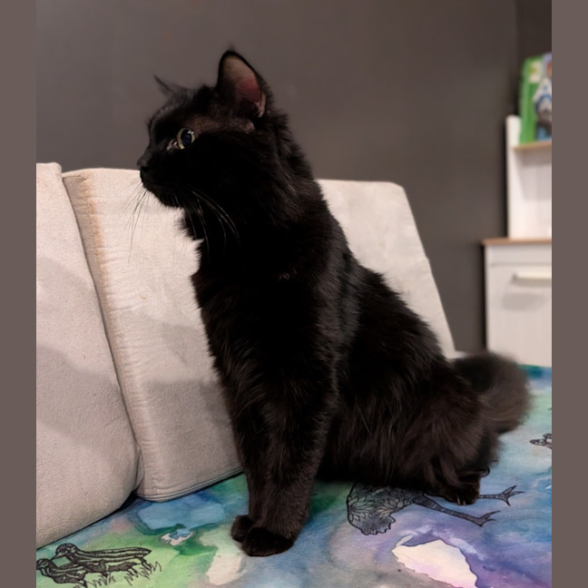 Photo of Velvet