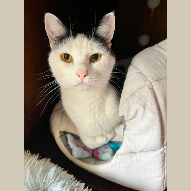 Photo of Levi *9 Lives Project Rescue*