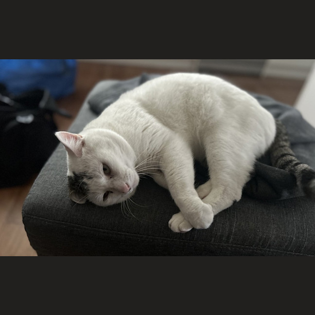Photo of Squish