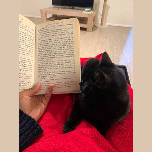 Photo of Nala (Was Wilma)