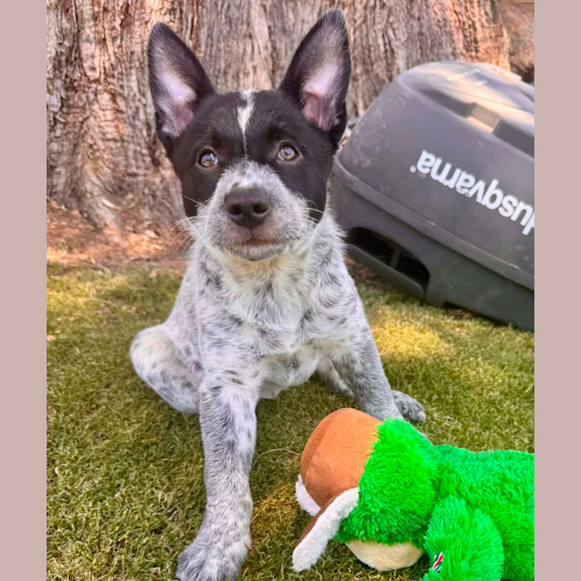 Photo of Bindi 💞🎾