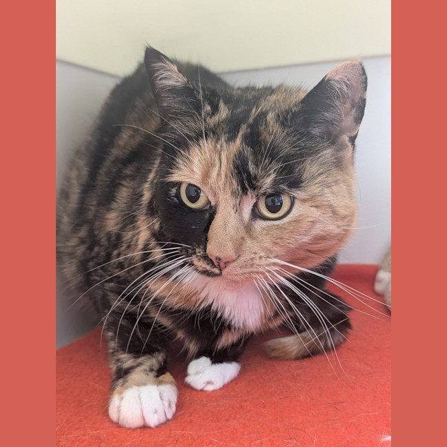 Photo of 🌖 Agatha 6518 🌖