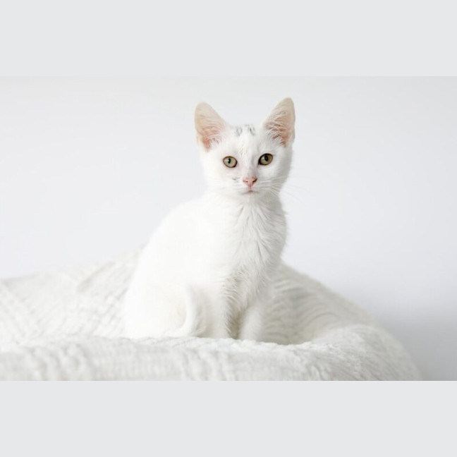 Photo of Puff