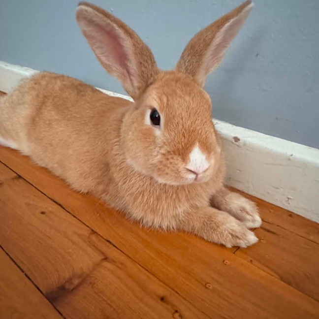Photo of Popcorn Charlie