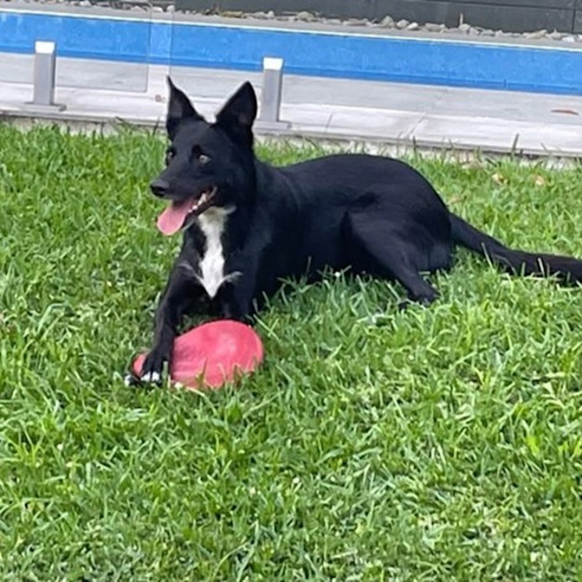 Photo of Sadie