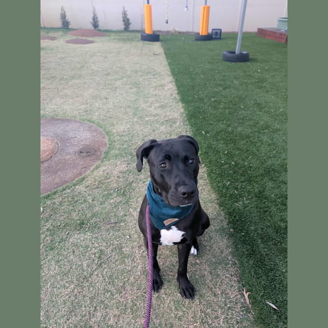 Photo of Paxton   10 Month Old Labrador X Staffy