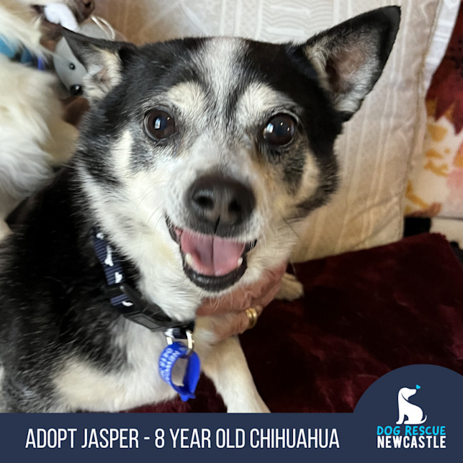 Photo of Jasper 😍 8yo, Chihuahua (On Trial 2/8/24)