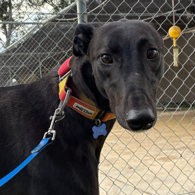 Photo of The Flash The Greyhound
