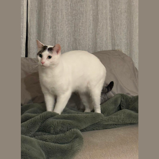 Photo of Lucky & Rose *9 Lives Project Rescue*