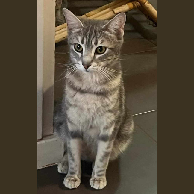 Photo of Katniss