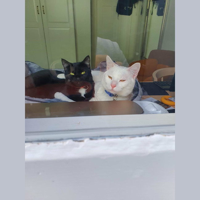 Photo of Kit