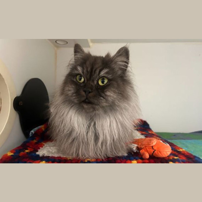 Photo of Lady Anastasia