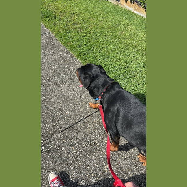 Photo of Onyx
