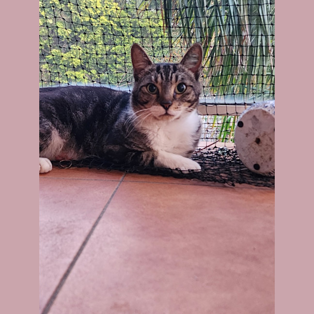 Photo of Aliti