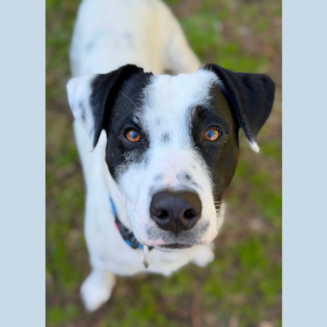 Photo of Sully