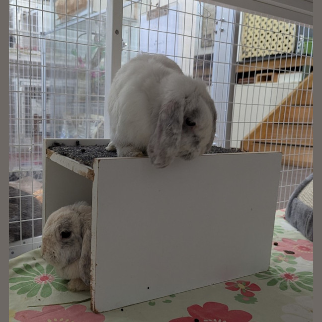 Photo of Harlow & Quinn