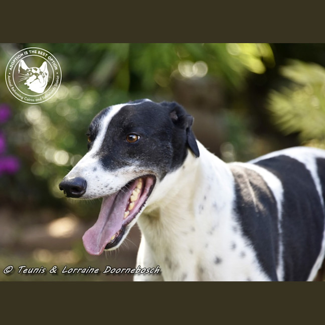 Photo of Ranger (Apache Malt)