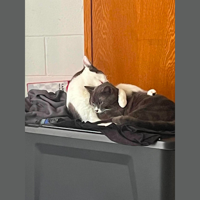 Photo of Ace