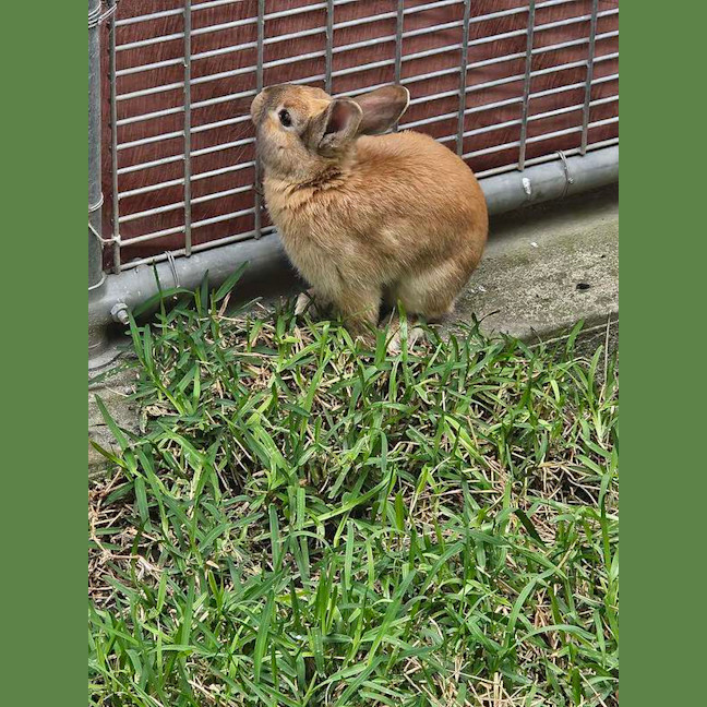 Photo of Basil