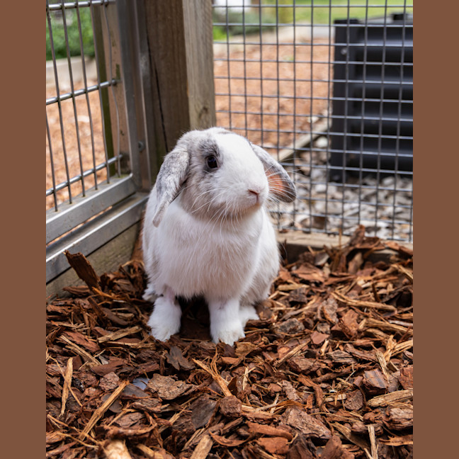 Photo of Harry Hopper