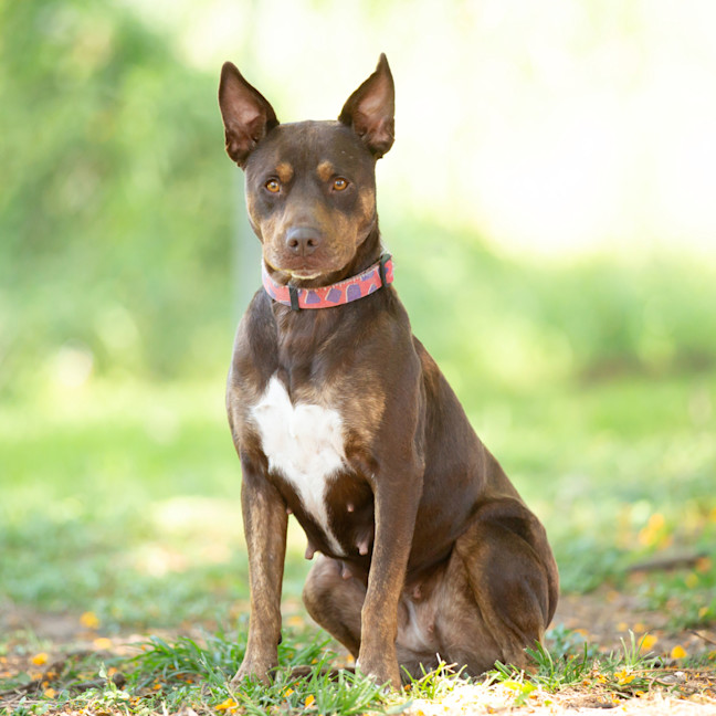 Staffy Mastiff Cross Kelpie Staffordshire Bull Terrier Irish