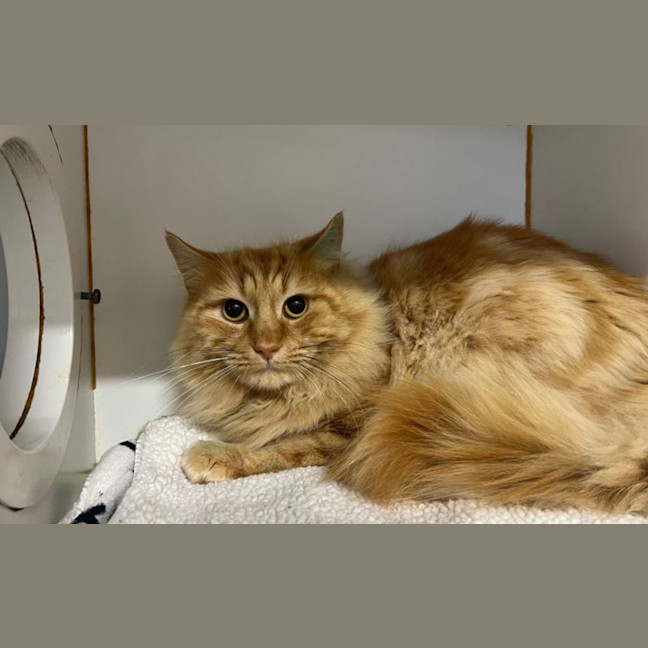 Photo of Cheeto