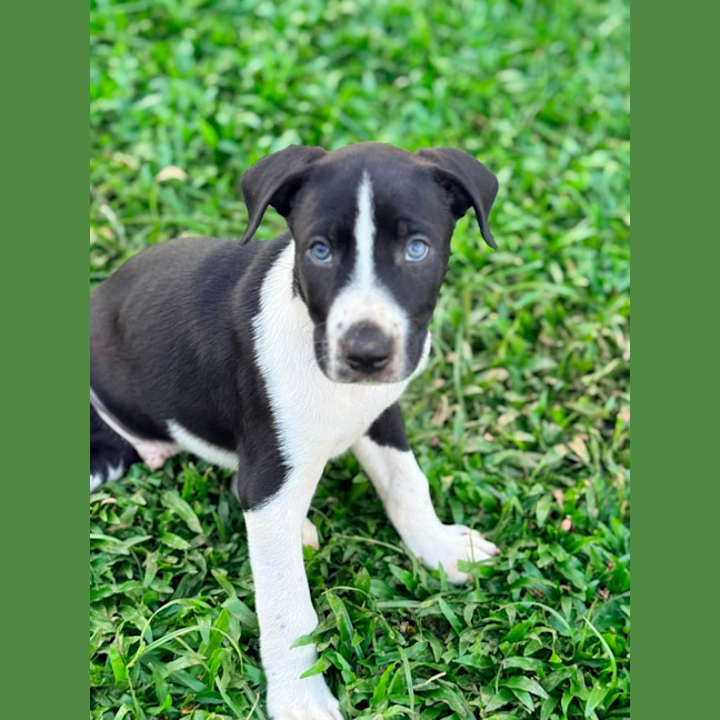 Photo of Zoro