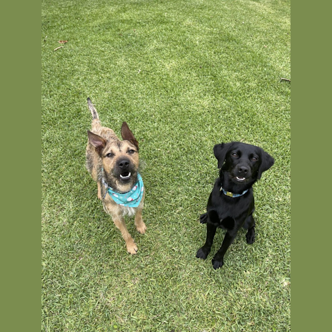 Photo of Noah *$250 Adoption Fee*