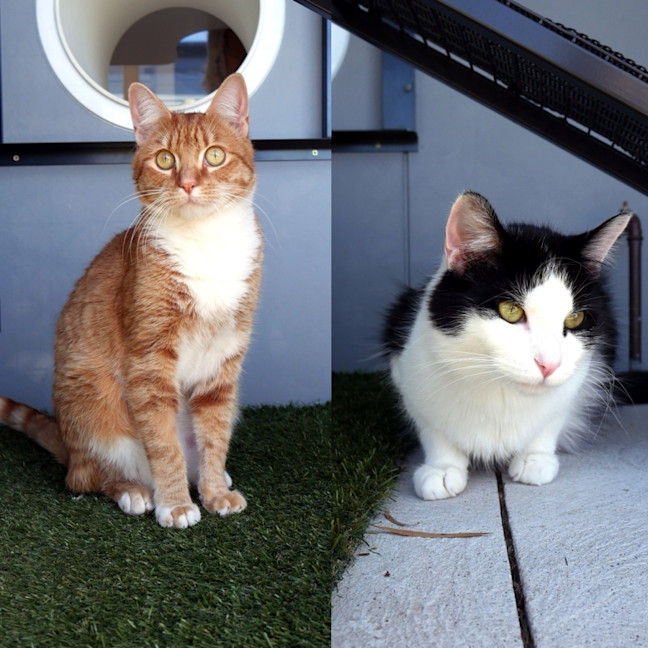 Photo of Jack Sta013676 & Luke Sta013677