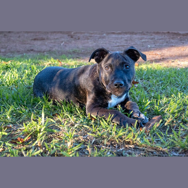Photo of Jock