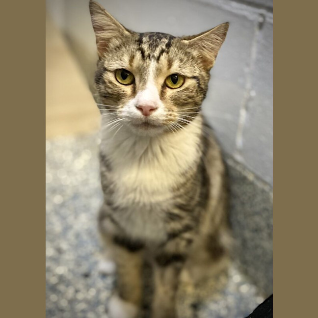 Photo of Mittens