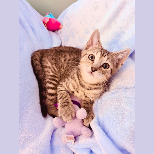 Photo of Splash And Shiny 