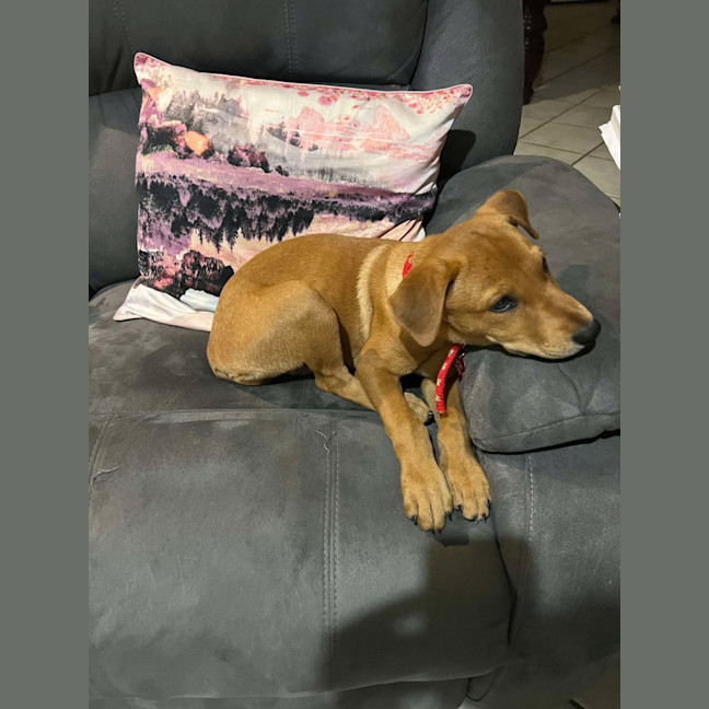 Photo of Honey
