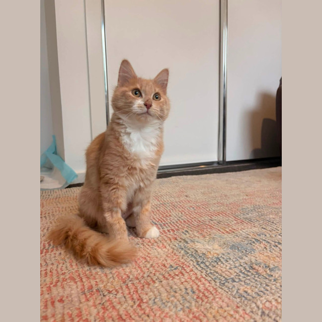 Photo of Ember (Was Creamy)