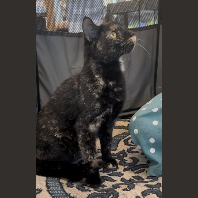 Photo of Sooty