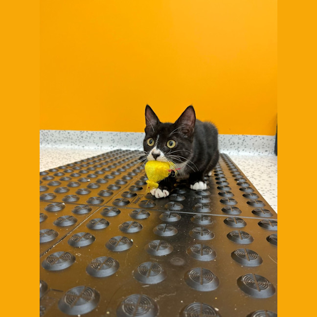 Photo of Pinot