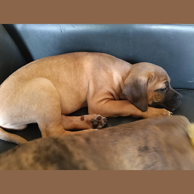 Photo of Padfoot (Was Peanut)