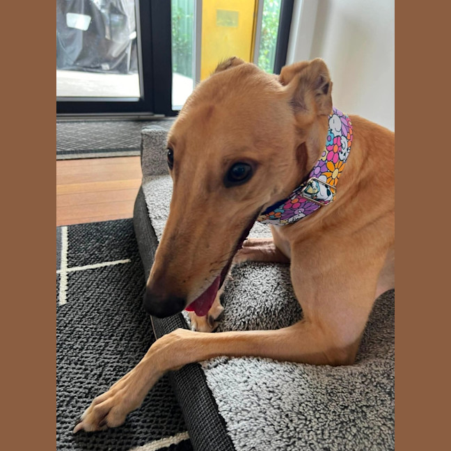Photo of Rusty, The Greyhound