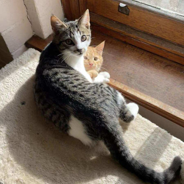 Photo of Mr White   Located In Reservoir