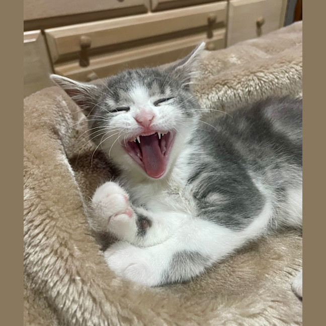 Photo of Minnie Mimi
